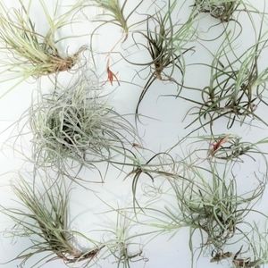 10 Tillandsia Recurvata air plants